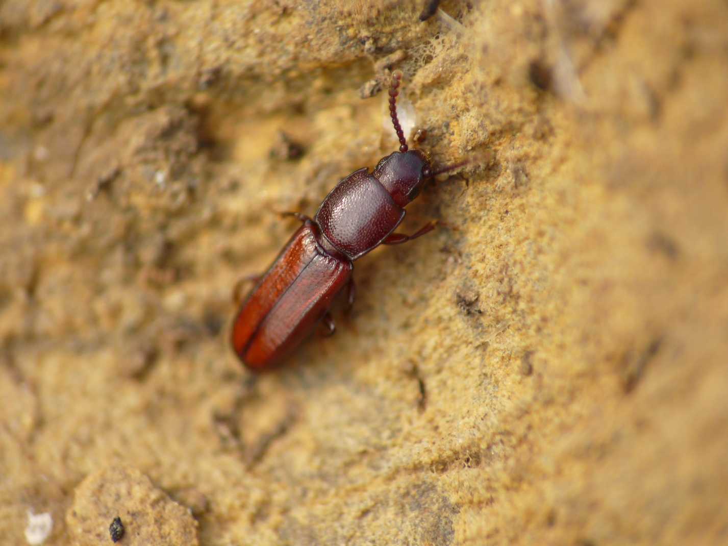 Xenoscelis costipennis (Languriidae)